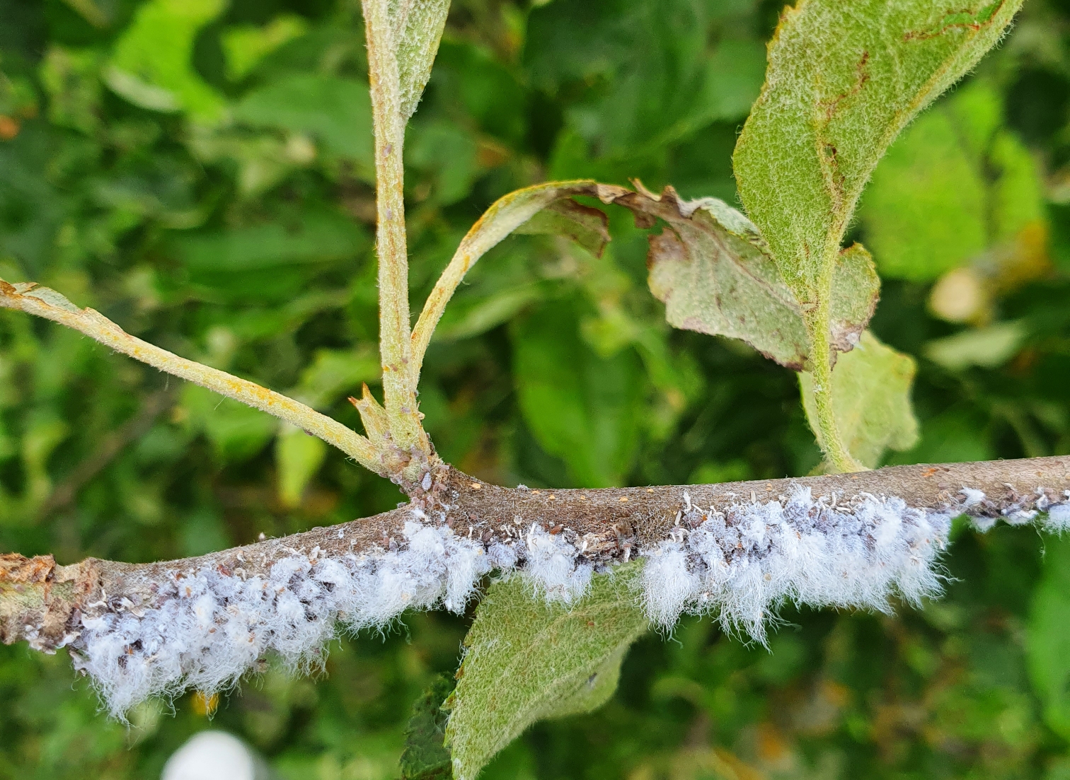 Managing Aphids on Damson Trees: Effective Strategies