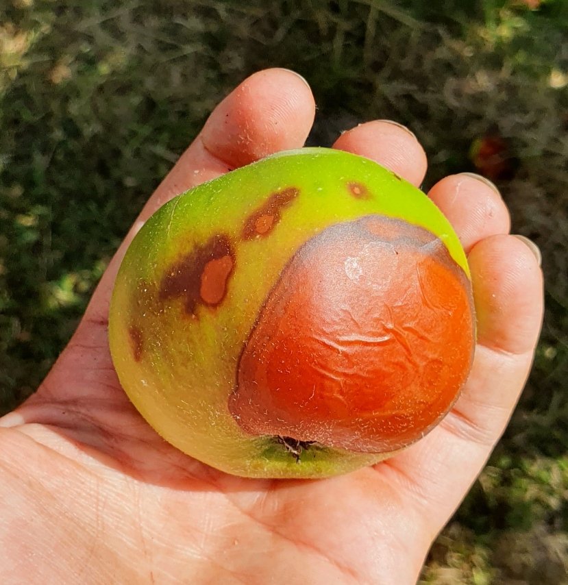 Sunburnt apples.