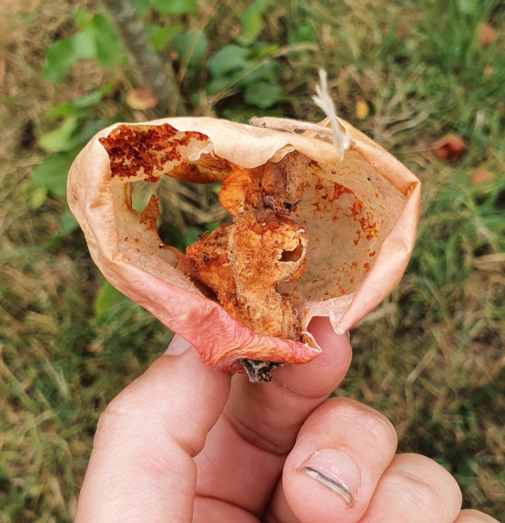 What’s the point of wasps?