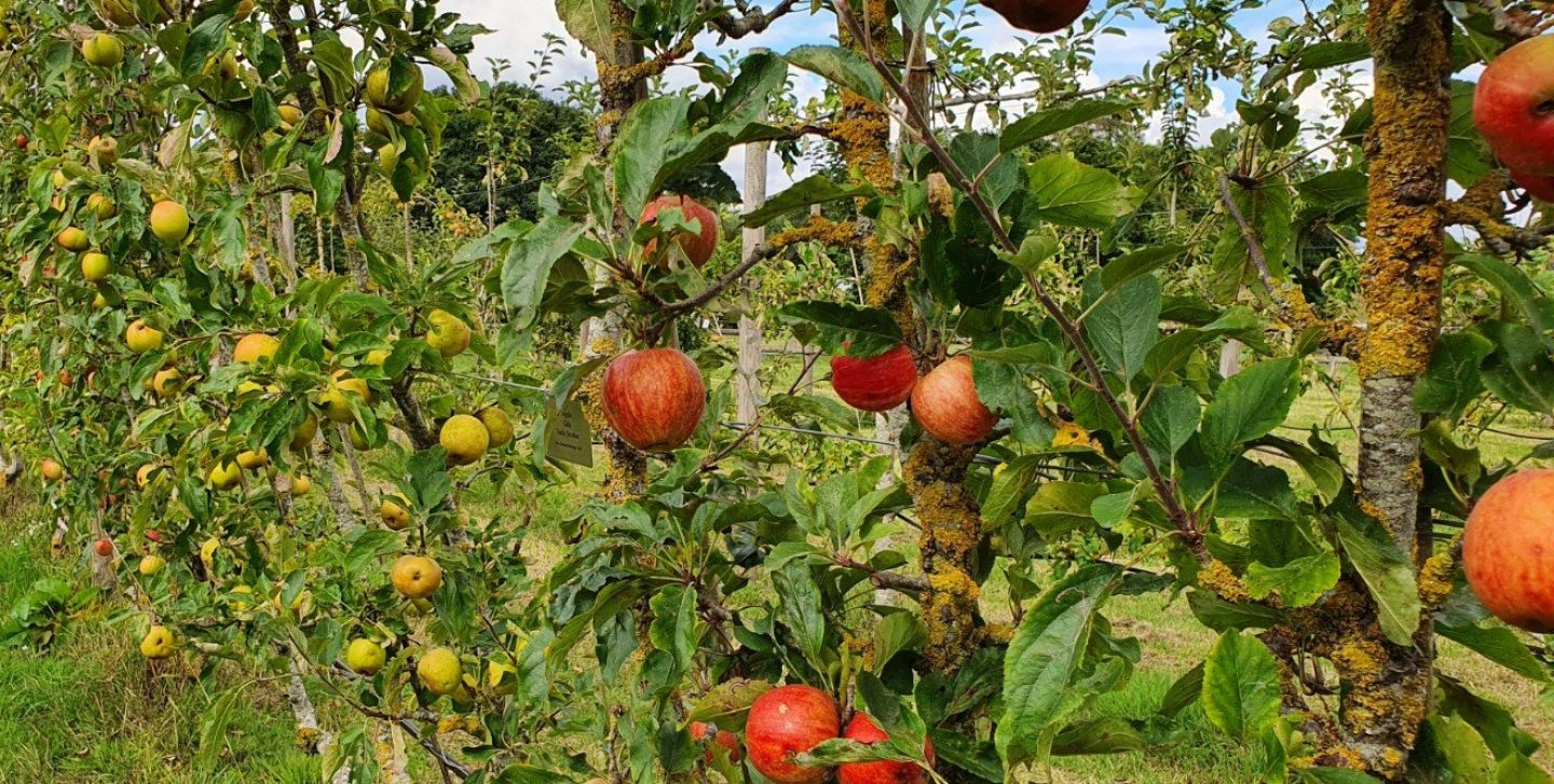 When is my fruit ready to pick?