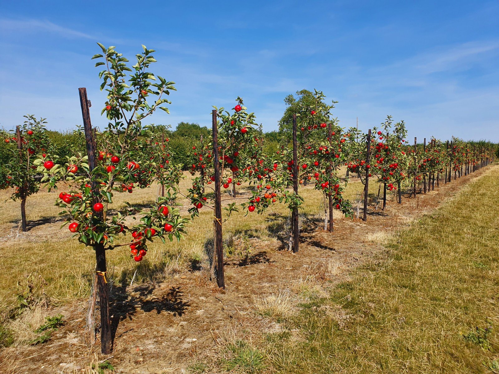 Planting your fruit tree