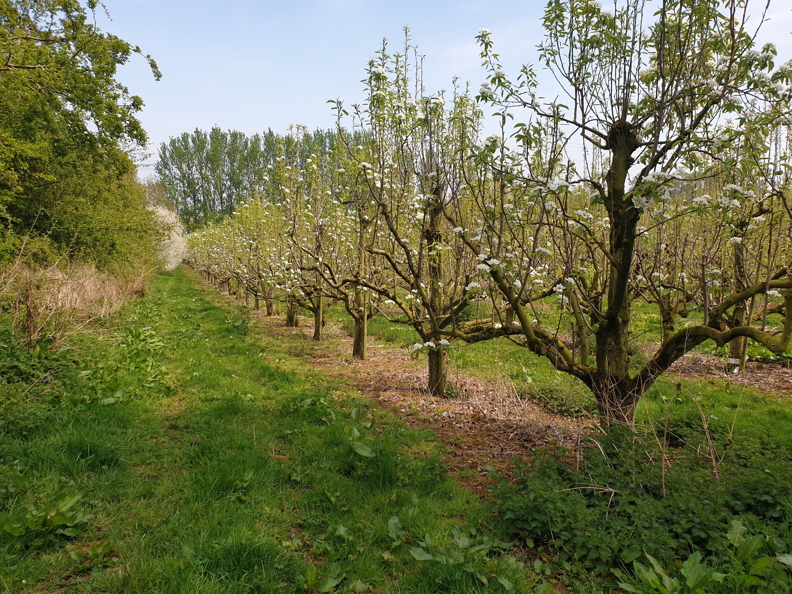 Heyford hills Farm orchards