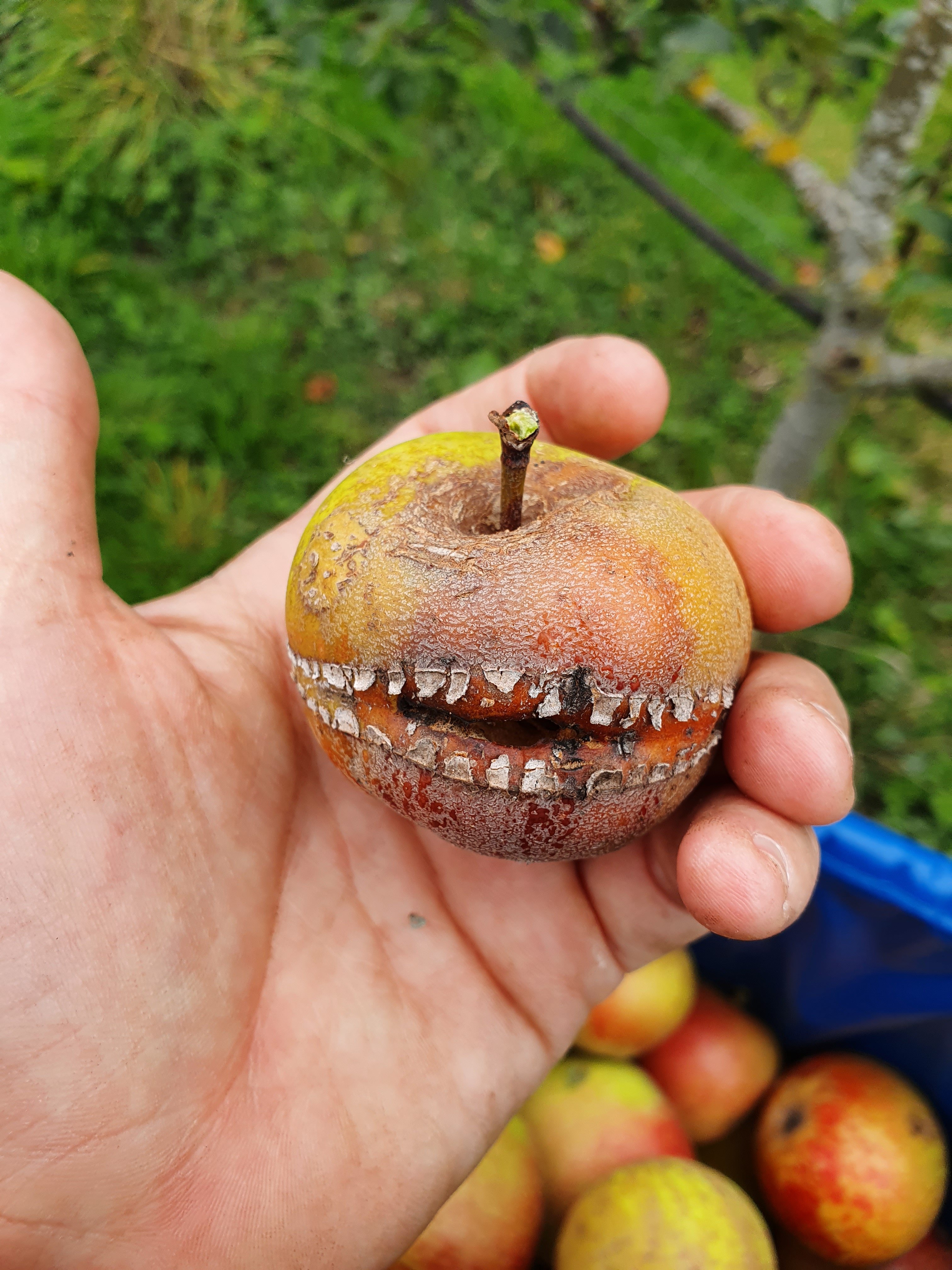 Appley Halloween.