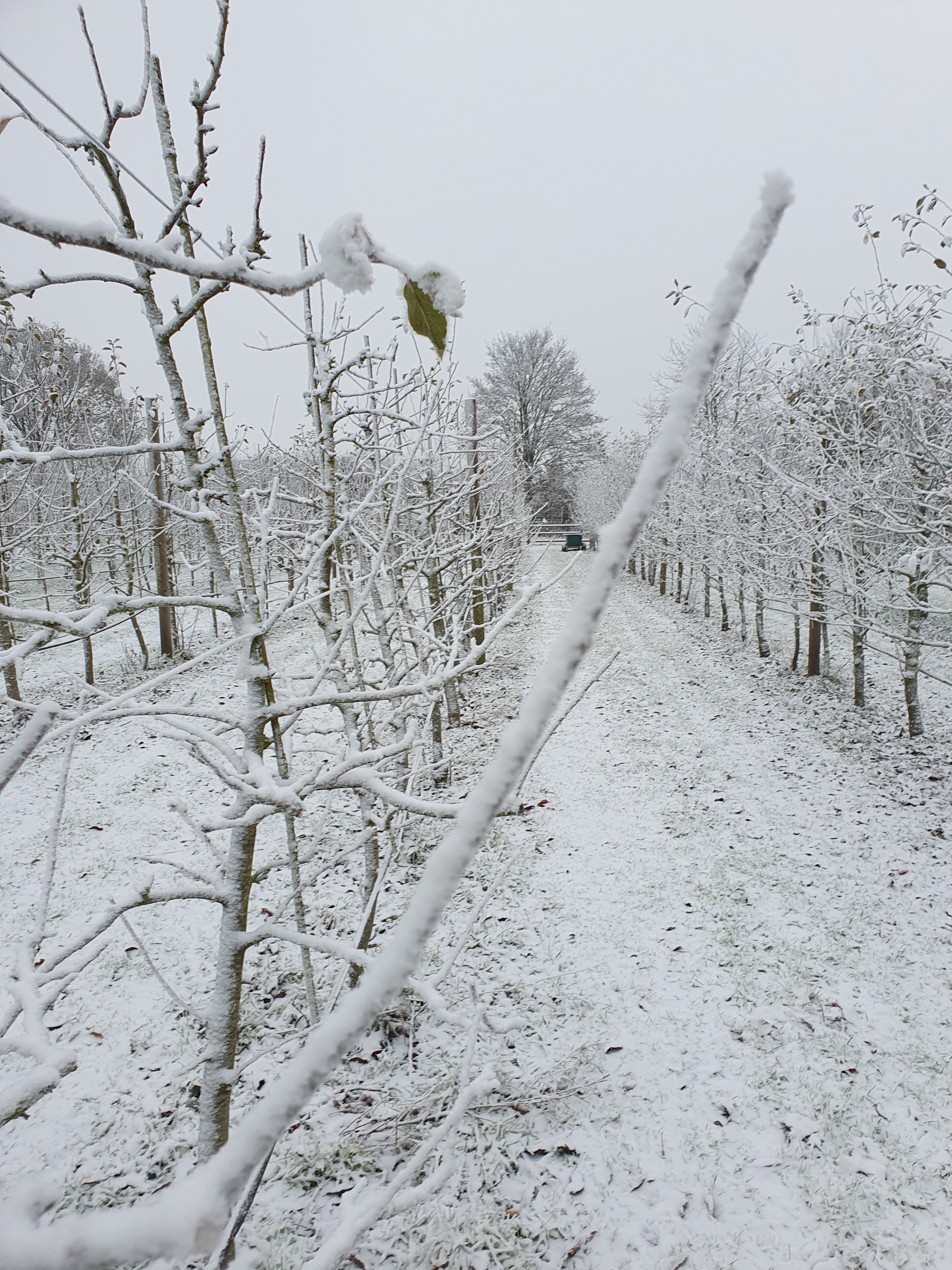 Essential Winter Orchard Tasks for Fruit Trees