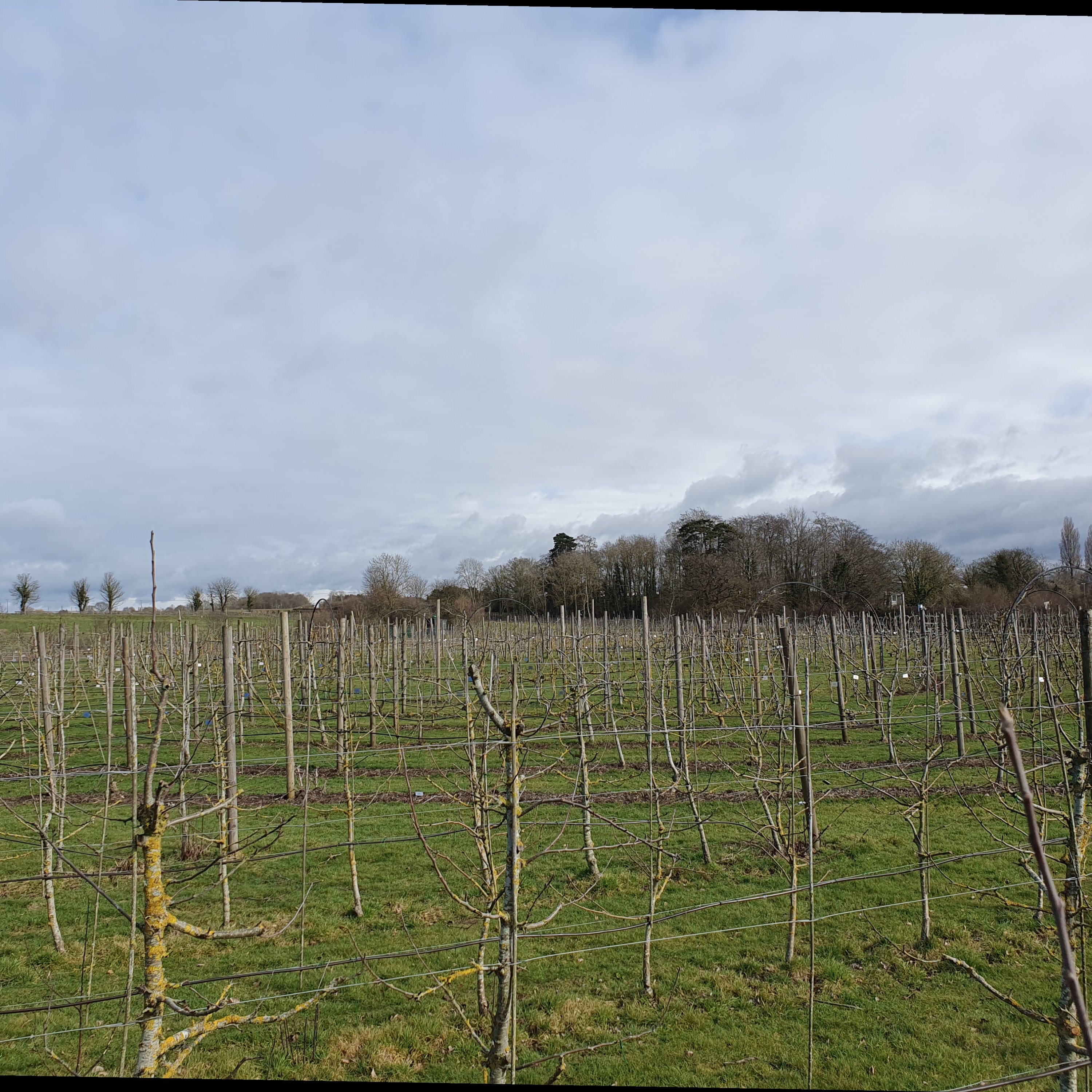 Winter pruning…tick!