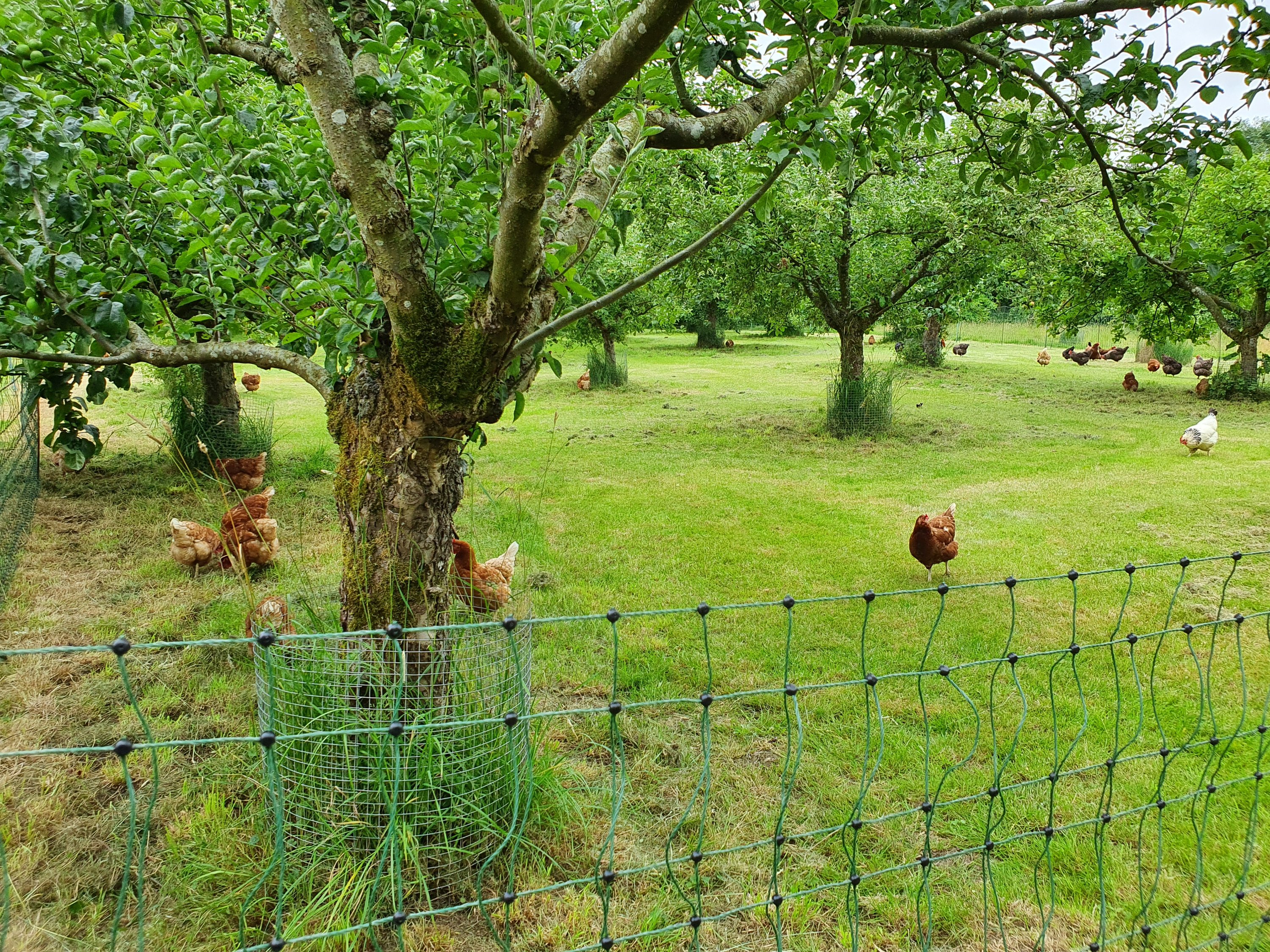 My visit to Highgroves orchard