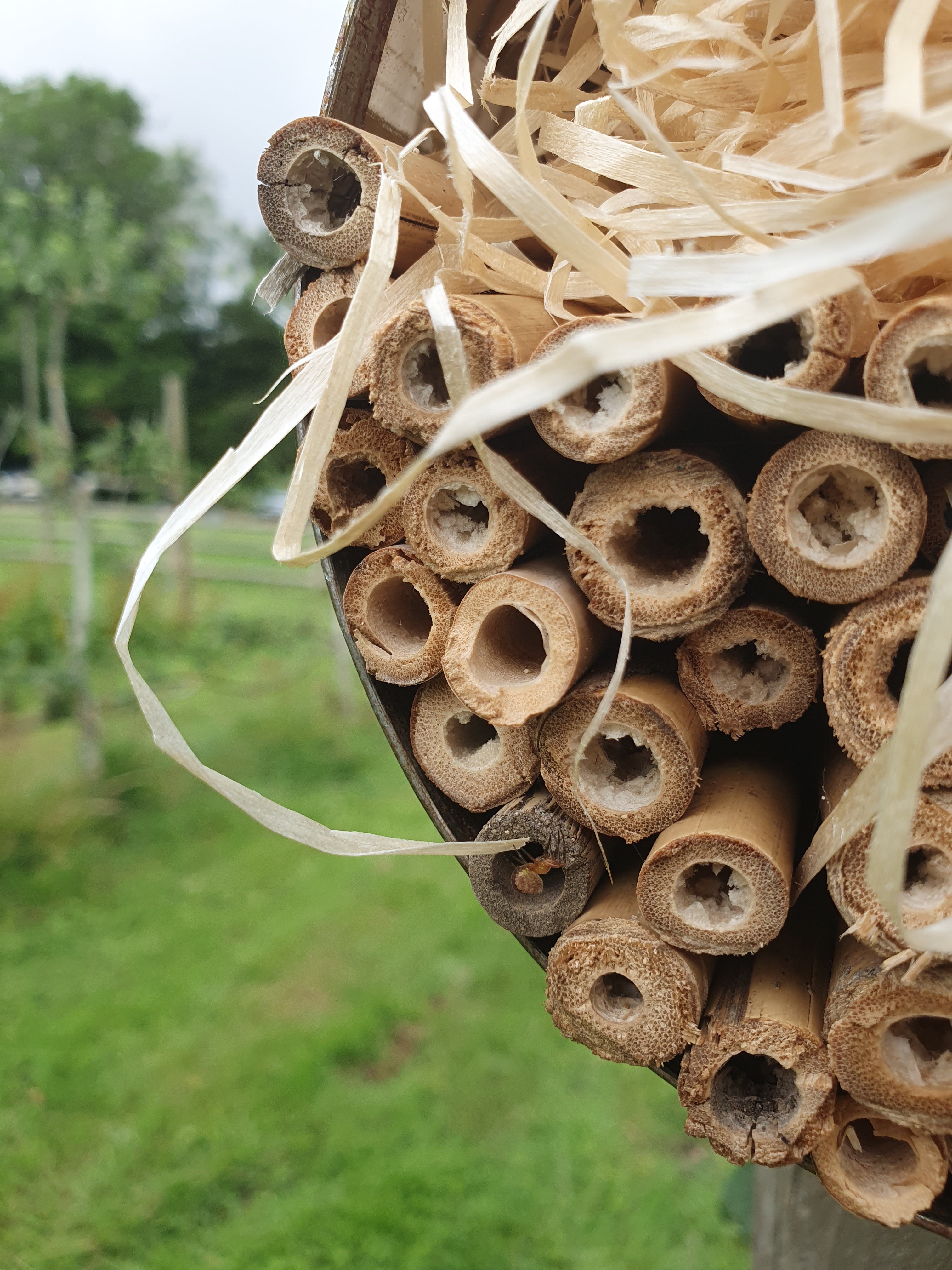 Ways to increase bio-diversity in your orchard