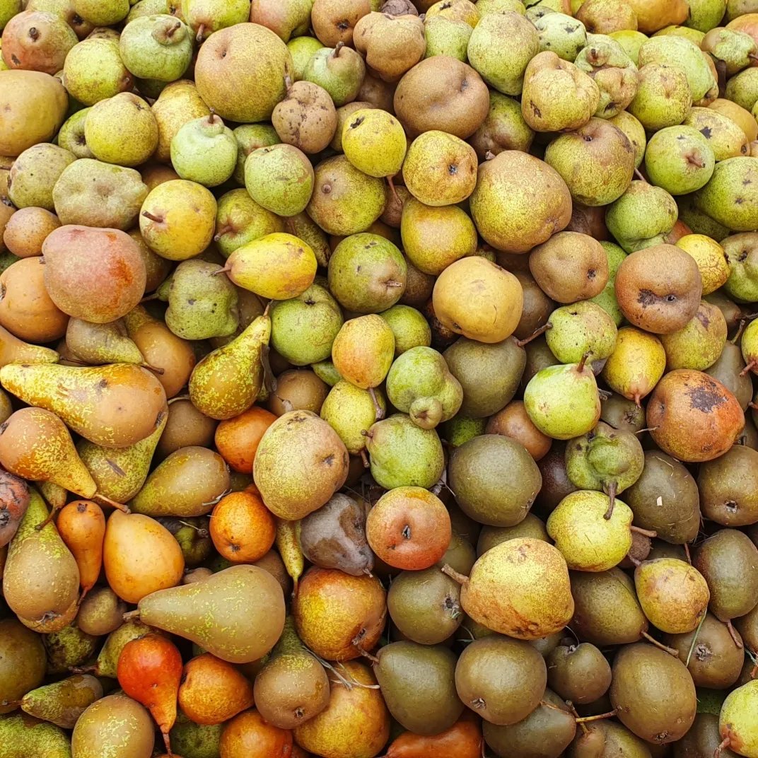 My favourite fruit varieties