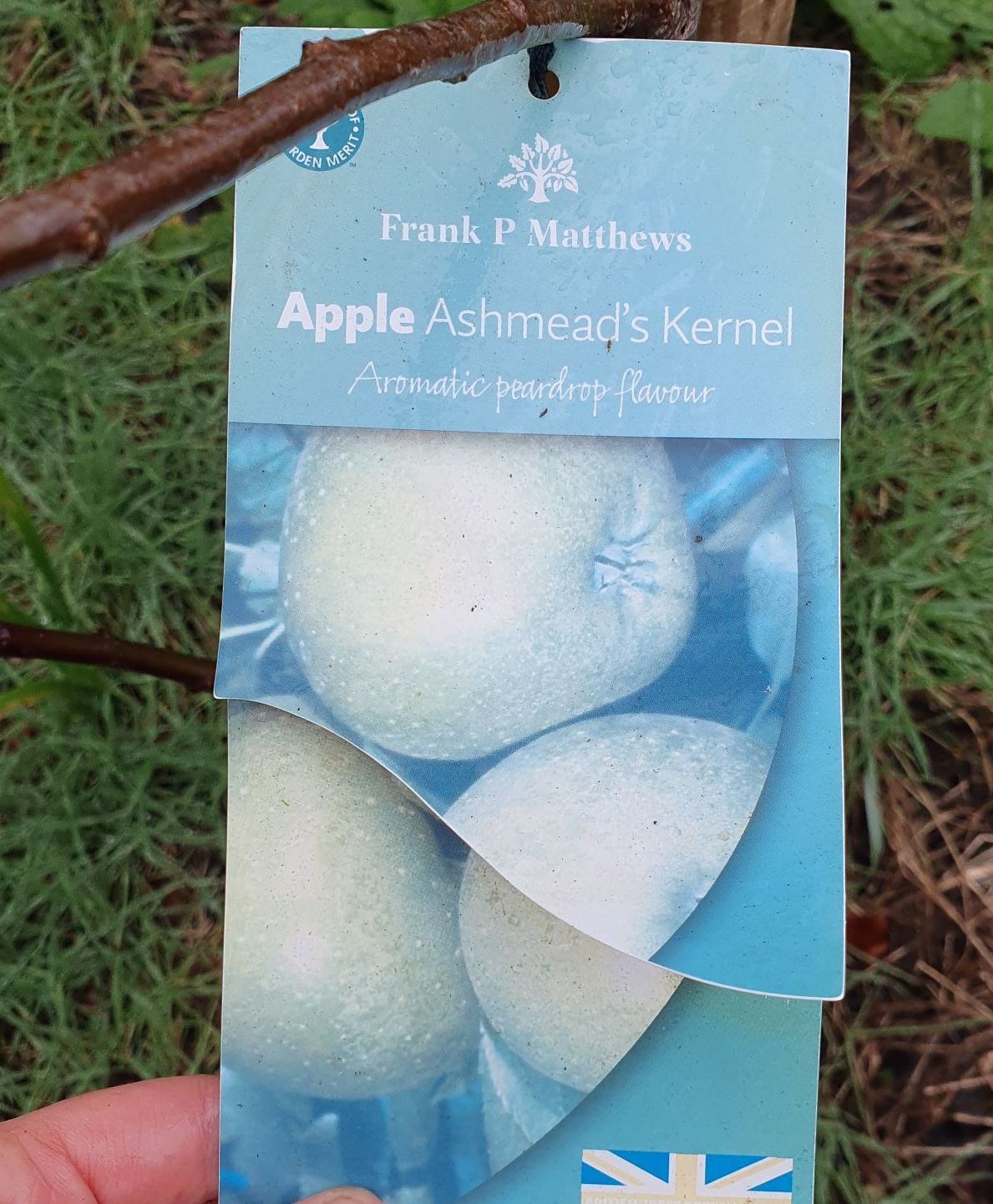 Which fruit tree should I buy?