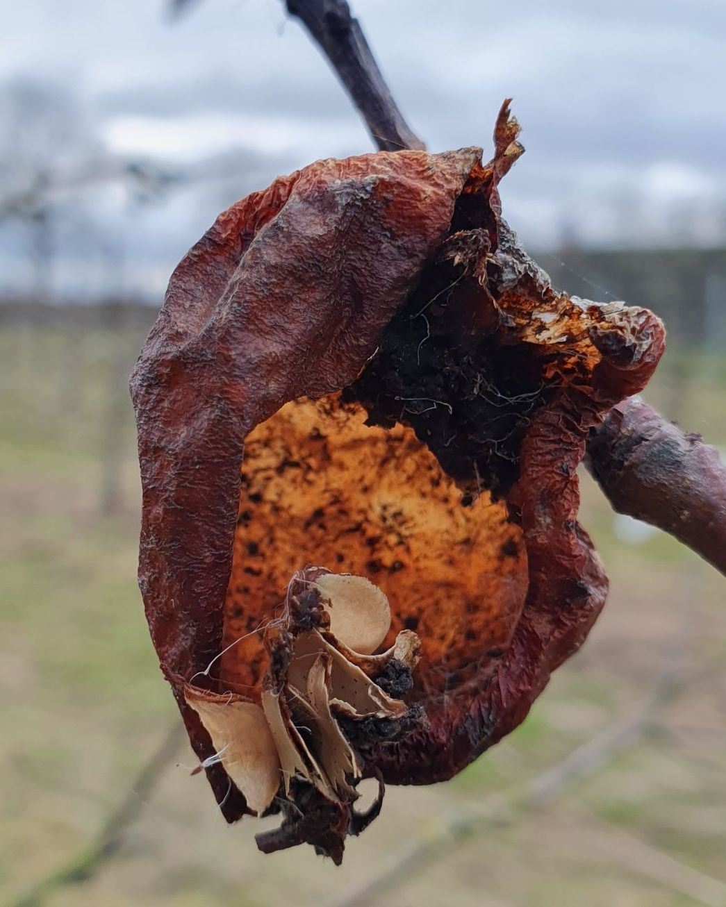 Early season apples and why a full season is better