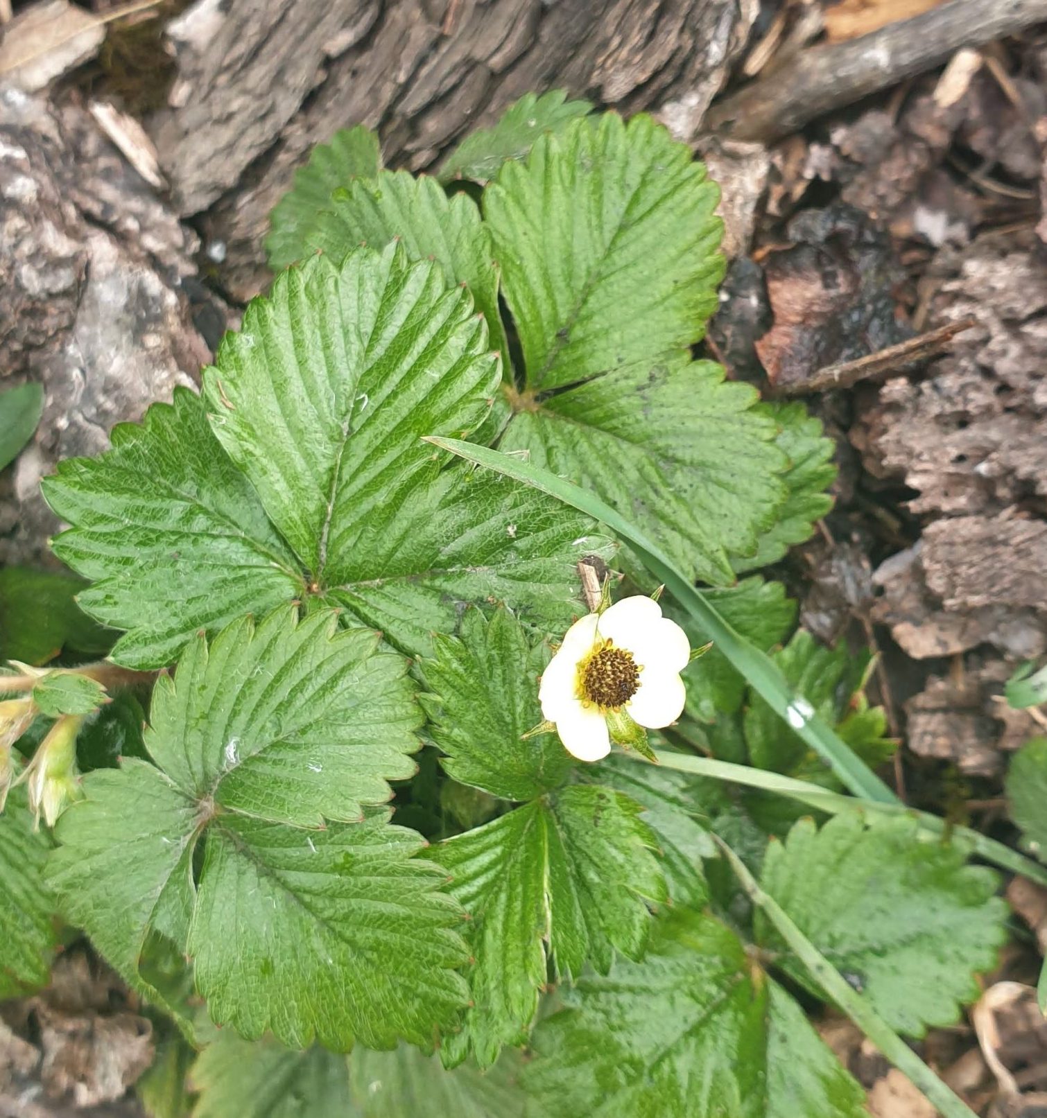 20190511_1125383614493602164579619