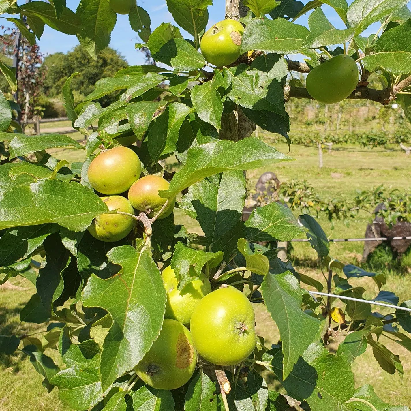 Fruit Thinning: Essential Tips for a healthier Crop