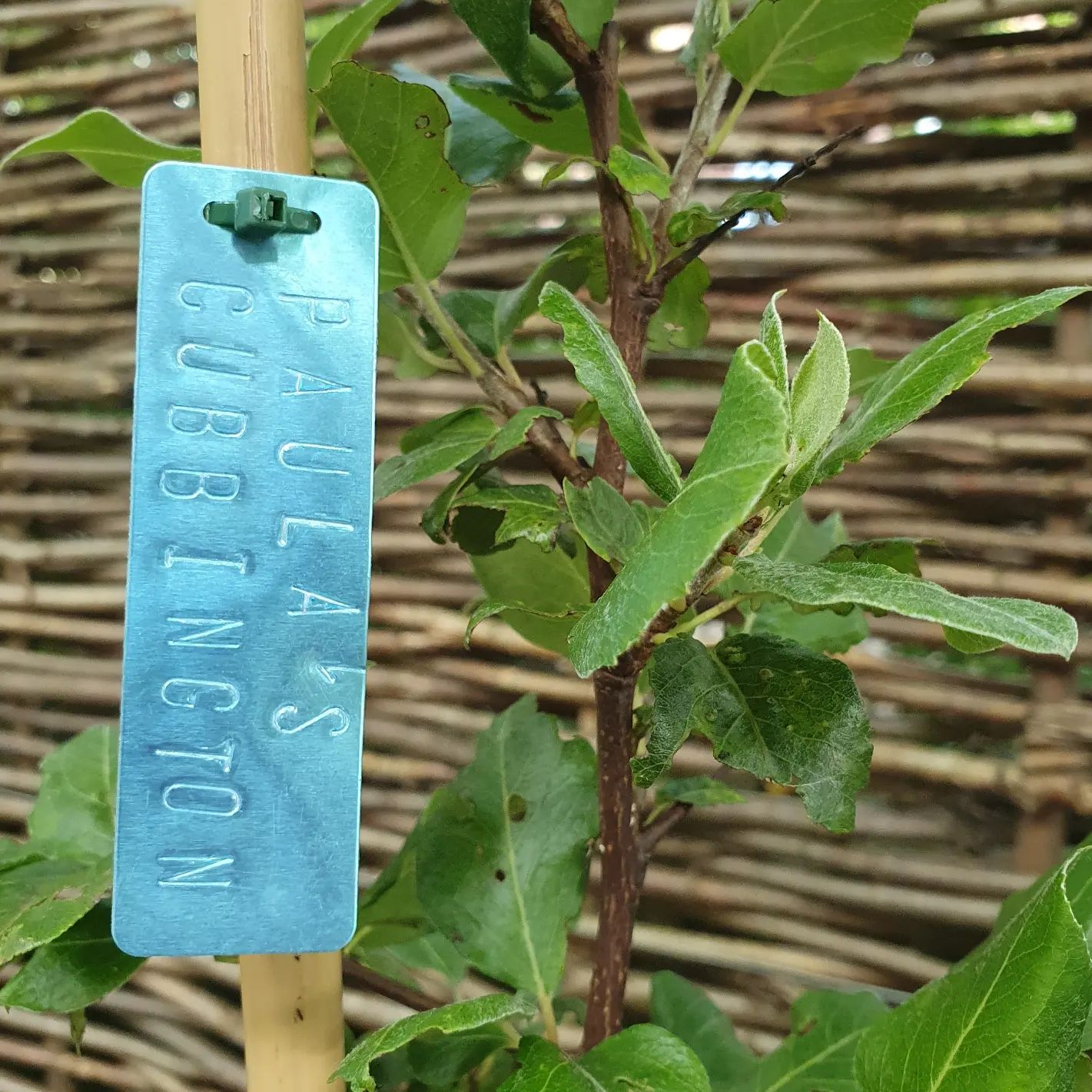 The History and Legacy of the Cubbington Pear Tree