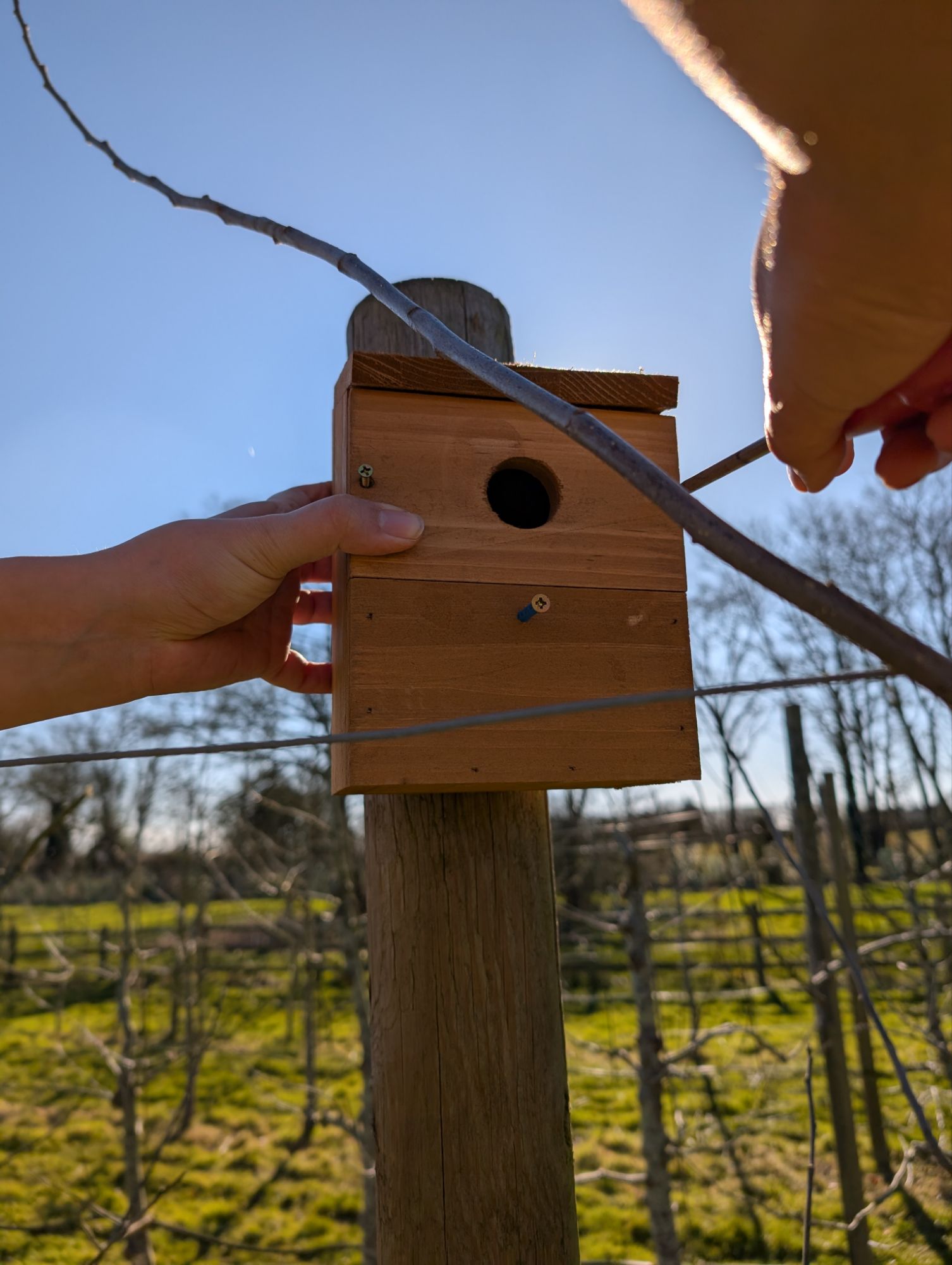 Installing bird boxes in the orchard for pest control