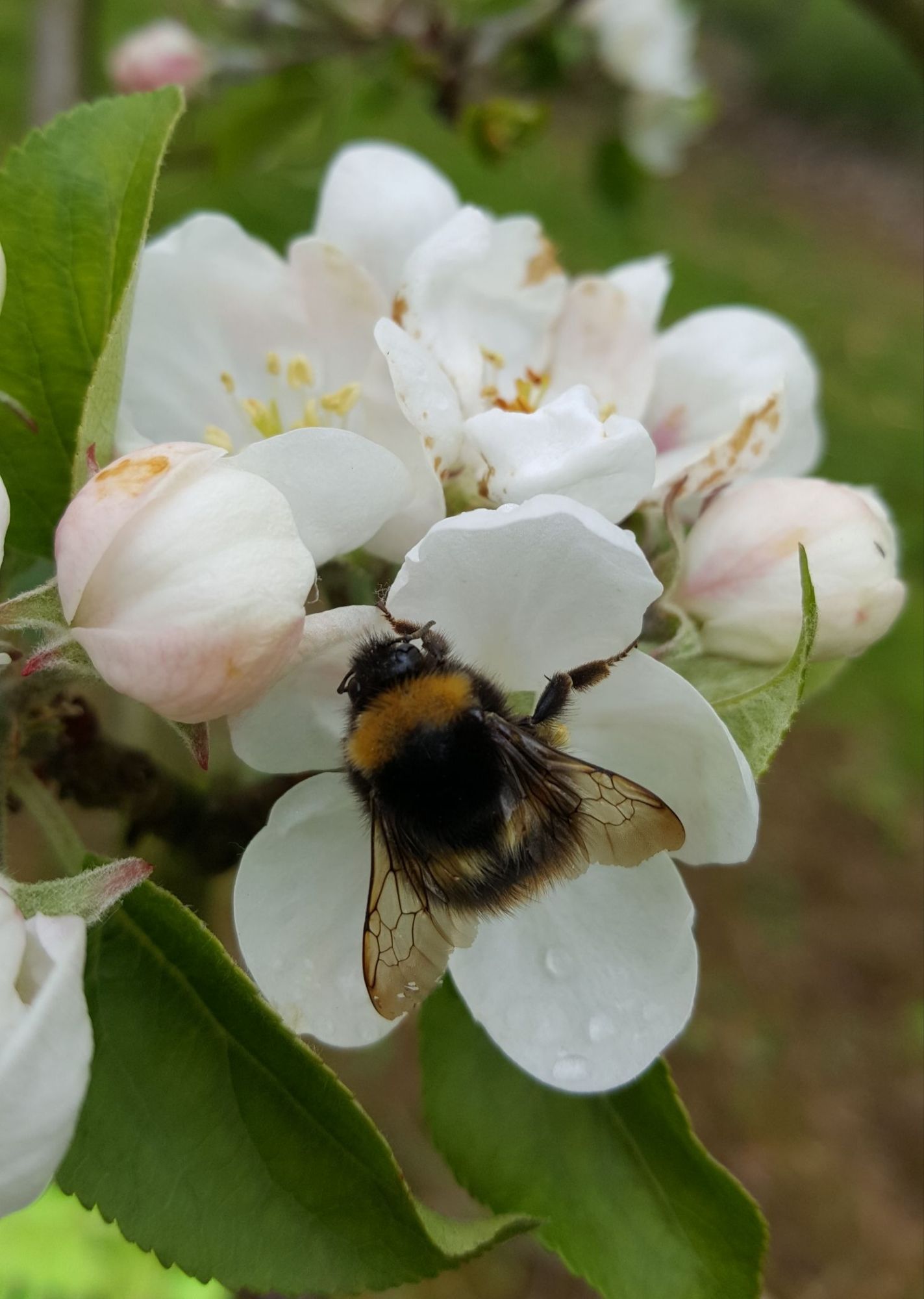 Common Reasons Your Fruit Trees Fail to Bear Fruit