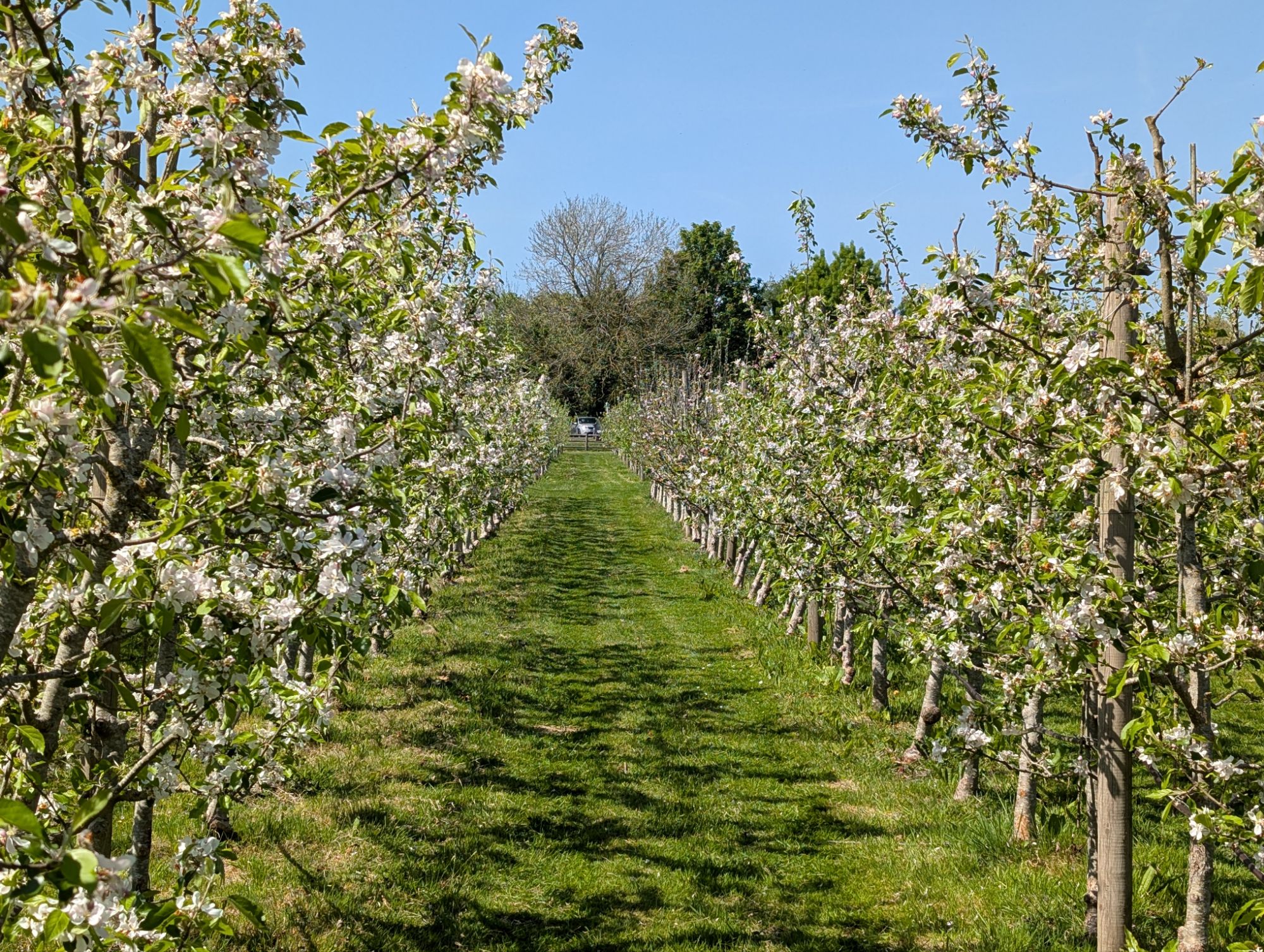 Managing Orchard Conditions: Challenges of a Warm Spring