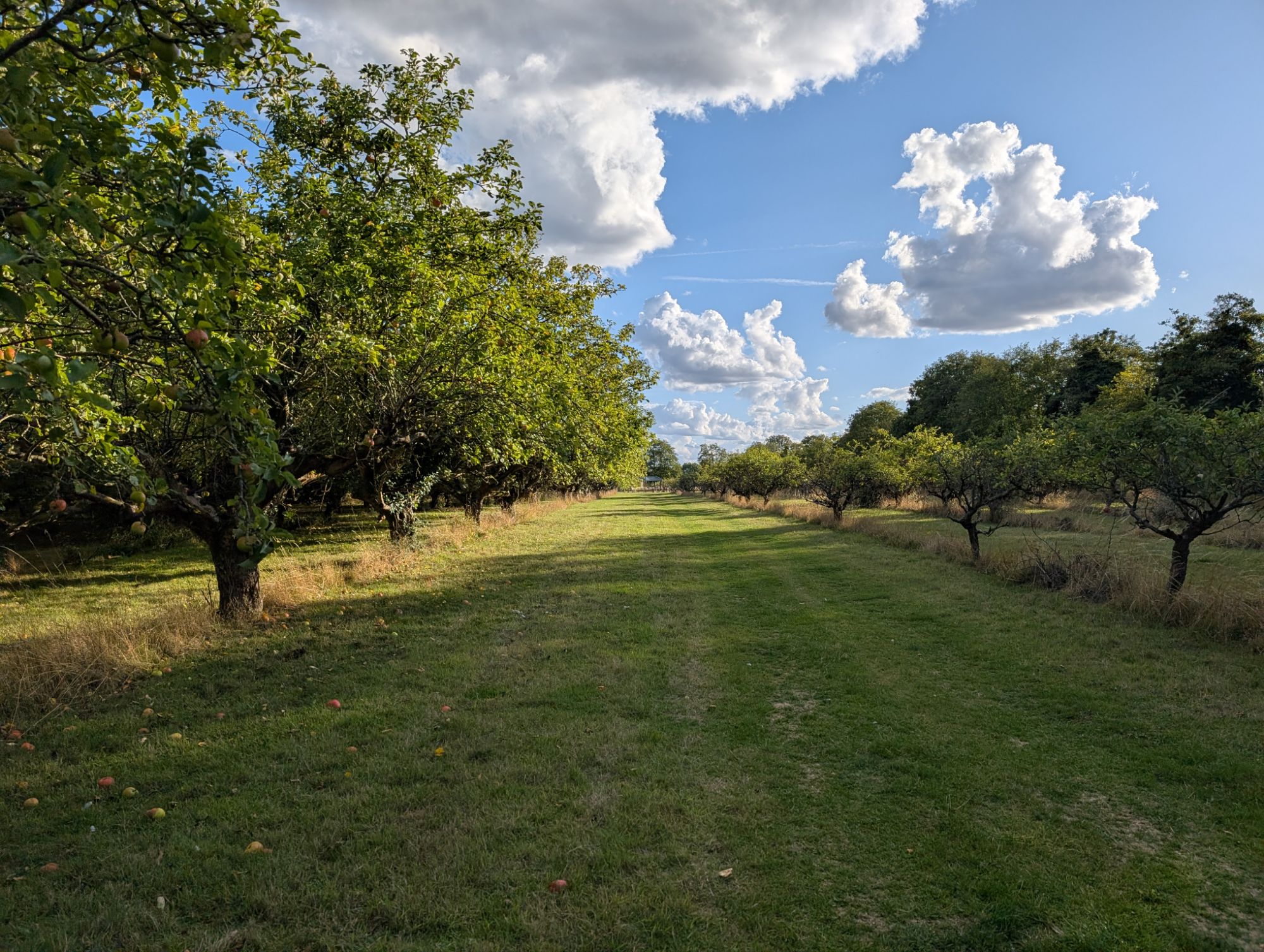Visit to Coton Orchard