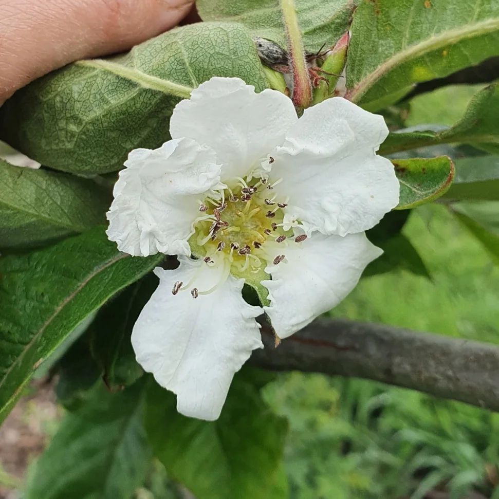 Spring jobs in the orchard